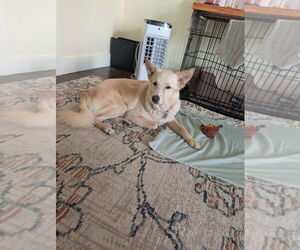 Treble - Male German Shepherd Dog-Unknown Mix Dog for Adoption - Photo #10