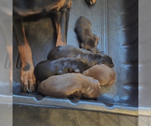 Doberman Pinscher Puppy for sale in SHELBYVILLE, IN, USA