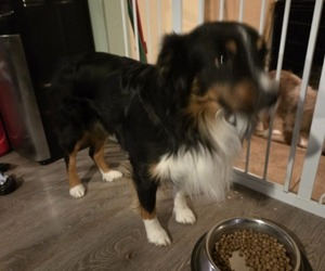 Father of the Miniature Australian Shepherd puppies born on 05/07/2026