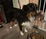 Small Photo #1 Miniature Australian Shepherd Puppy For Sale in EVERTON, MO, USA