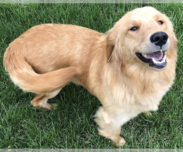 Medium Photo #1 Golden Retriever Puppy For Sale in GOSHEN, IN, USA