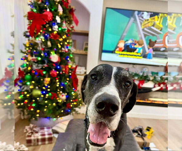 Medium Photo #4 Great Dane Puppy For Sale in Bullard, TX, USA