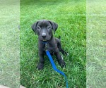 Small #1 Labrador Retriever Mix