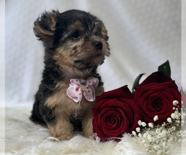 Medium Photo #7 Morkie Puppy For Sale in ROCK STREAM, NY, USA