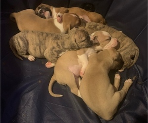 American Pit Bull Terrier Litter for sale in BUFFALO, NY, USA