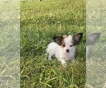 Small #3 Papillon