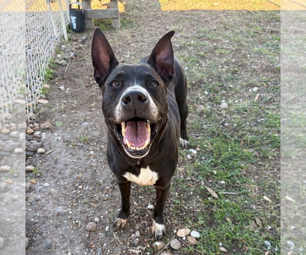 Medium Photo #2 Mutt Puppy For Sale in Rockaway, NJ, USA