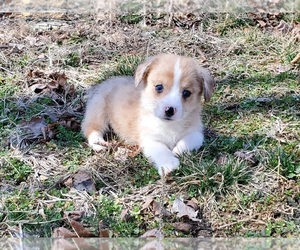 Pembroke Welsh Corgi Puppy for sale in CLARK, MO, USA