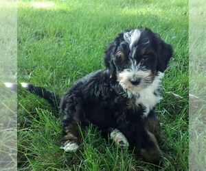 Bernedoodle Puppy for sale in BLAIN, PA, USA