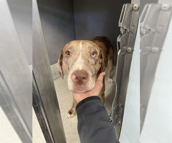 Medium Photo #1 American Staffordshire Terrier-Poodle (Standard) Mix Puppy For Sale in Tallahassee, FL, USA