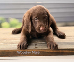 Small Photo #9 Labradoodle Puppy For Sale in CONNERSVILLE, IN, USA