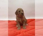 Small Photo #15 Goldendoodle Puppy For Sale in SACRAMENTO, CA, USA