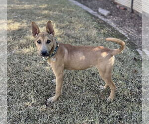 Shepradors Dogs for adoption in Phoenix, AZ, USA