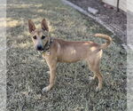 Small Shepradors