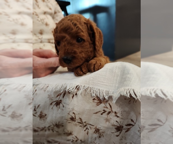 Medium Photo #8 Goldendoodle (Miniature) Puppy For Sale in GLENN, CA, USA