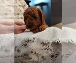 Small Photo #8 Goldendoodle (Miniature) Puppy For Sale in GLENN, CA, USA