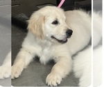Small #2 English Cream Golden Retriever