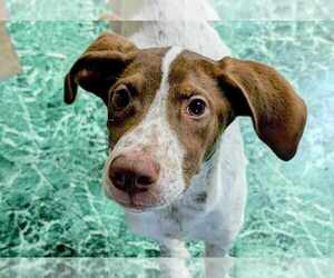 Pointer-Unknown Mix Dogs for adoption in Anniston, AL, USA