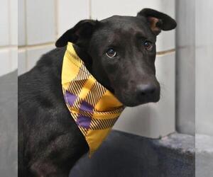American Staffordshire Terrier-Unknown Mix Dogs for adoption in San Antonio, TX, USA
