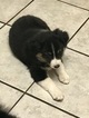 Small Photo #5 Australian Shepherd Puppy For Sale in ANTLERS PARK, MN, USA