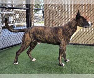 Holland Shepherd-Unknown Mix Dogs for adoption in Norco, CA, USA