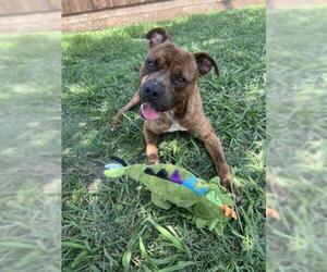 Bullboxer Pit Dogs for adoption in Plano, TX, USA