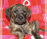 Small #2 Mountain Cur Mix