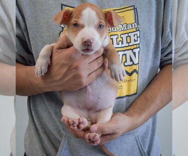 Medium Photo #4 American Staffordshire Terrier-Boxer Mix Puppy For Sale in Huntley, IL, USA