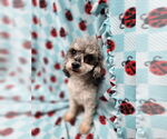 Small Poodle (Miniature)