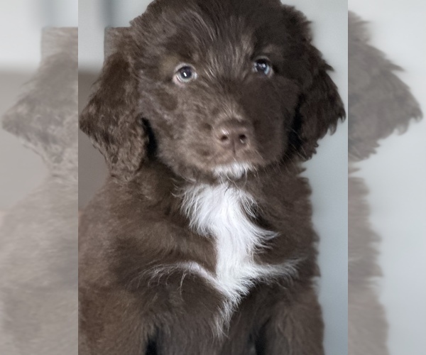 Medium Photo #1 Aussiedoodle Puppy For Sale in BROADWAY, VA, USA