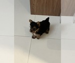 Small #1 Yorkshire Terrier