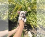 Small Photo #22 French Bulldog Puppy For Sale in BATON ROUGE, LA, USA