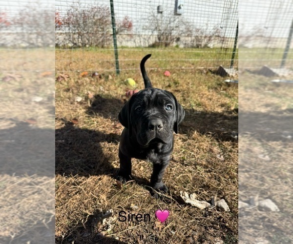 Medium Photo #28 Cane Corso Puppy For Sale in COLONIAL HEIGHTS, VA, USA