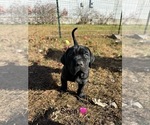 Small Photo #28 Cane Corso Puppy For Sale in COLONIAL HEIGHTS, VA, USA