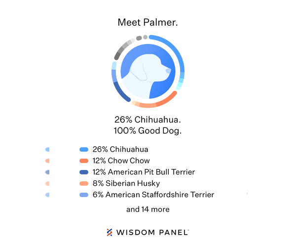 Medium Photo #17 Chihuahua-Chow Chow Mix Puppy For Sale in Houston, TX, USA