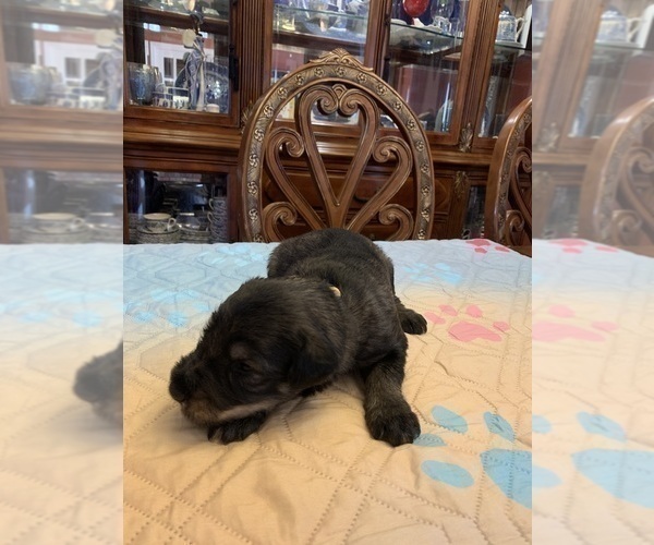 Medium Photo #7 Schnauzer (Giant) Puppy For Sale in SAINT CLOUD, FL, USA