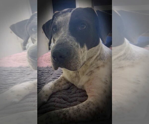 Medium Photo #3 German Shorthaired Pointer-Unknown Mix Puppy For Sale in Oakhurst, NJ, USA