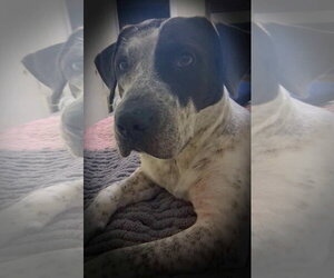 Willa Mae- Super kid friendly - Female German Shorthaired Pointer-Unknown Mix Dog for Adoption - Photo #3