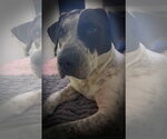 Small Photo #3 German Shorthaired Pointer-Unknown Mix Puppy For Sale in Oakhurst, NJ, USA