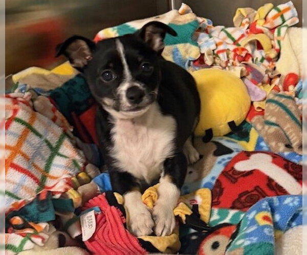 Medium Photo #1 Chihuahua Puppy For Sale in San Martin, CA, USA