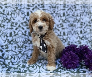 Cock-A-Poo Puppy for sale in LAKELAND, FL, USA