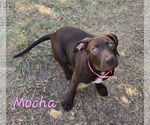 Small #2 Mutt