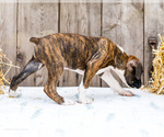 Small Photo #12 Boxer Puppy For Sale in WAKARUSA, IN, USA