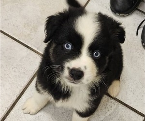 Miniature Australian Shepherd Puppy for sale in MILTON, WI, USA