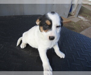 Australian Cattle Dog Puppy for sale in COLDWATER, MI, USA