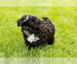 Shih-Poo Puppy for sale in NAPPANEE, IN, USA