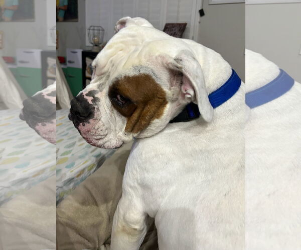 Medium Photo #7 Olde Bulldog Puppy For Sale in Chandler, AZ, USA
