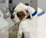 Small #6 Olde Bulldog