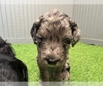 Small Photo #5 Aussiedoodle-Goldendoodle Mix Puppy For Sale in ETOWAH, TN, USA