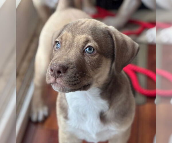 Medium Photo #2 Mutt Puppy For Sale in Canton, CT, USA